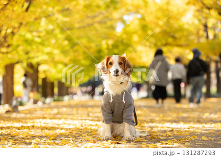 黄葉の並木道でまっすぐ座るコーイケルホンディエ 黄葉の並木道でまっすぐ座るコーイケルホンディエ 131287293