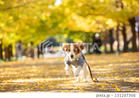 イチョウ並木を駆けるコーイケルホンディエの笑顔 131287308