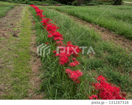 公園に咲く真っ赤な彼岸花（千葉県松戸市・21世紀の森と広場） 131287316