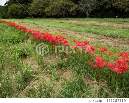 公園に咲く真っ赤な彼岸花（千葉県松戸市・21世紀の森と広場） 131287319
