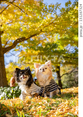 青空と黄葉に包まれて寄り添う二頭のチワワ 青空と黄葉に包まれて寄り添う二頭のチワワ 131287324
