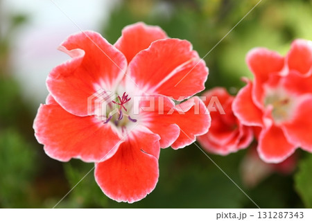 ペラルゴニウムの花 ペラルゴニウムの花 131287343