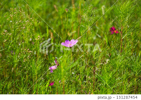 秋訪れる 131287454