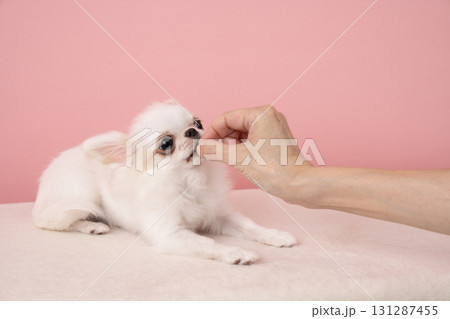 ピンクバックとおやつをもらうチワワ 131287455