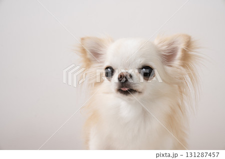 白バックとチワワのバストアップ 白バックとチワワのバストアップ 131287457