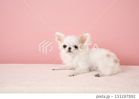 ピンクバックとチワワの夏那 131287892