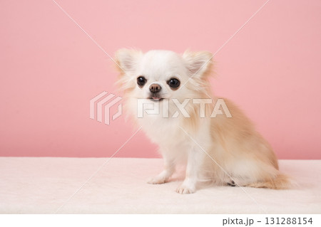 ピンクバックとチワワの夏那 131288154