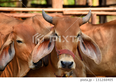 Red meat cattle in a cattle pen stand huddled together and look at the camera. 131288405