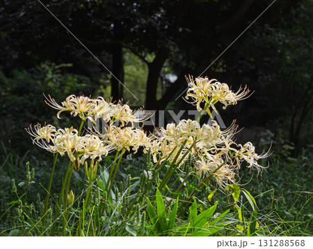 公園の緑地に咲くシロバナマンジュシャゲ(白花曼殊沙華) 公園の緑地に咲くシロバナマンジュシャゲ(白花曼殊沙華) 131288568