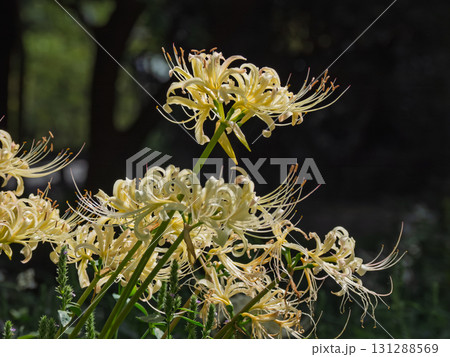 公園の緑地に咲くシロバナマンジュシャゲ（白花曼殊沙華） 131288569