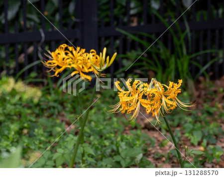 公園の緑地に咲くショウキズイセン（鍾馗水仙） 131288570