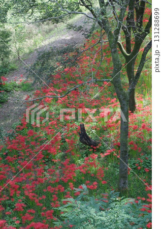 林の中の小道に咲く彼岸花 131288699