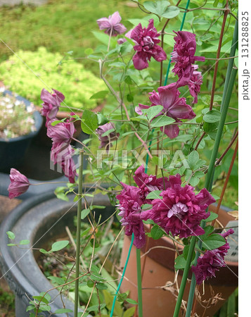 Double-flowered clematis / 珍しい八重咲きのミニ・クレマチスの花 (紫色) 131288825