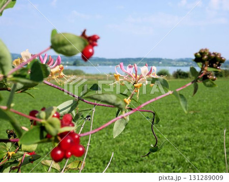 スイスの植物 ロニセラ Lonicera henryi 花と赤い実 スイスの植物 ロニセラ Lonicera henryi 花と赤い実 131289009