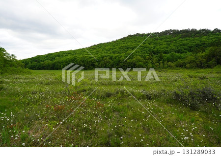 6月上旬の矢ノ原湿原(福島県昭和村) 6月上旬の矢ノ原湿原(福島県昭和村) 131289033