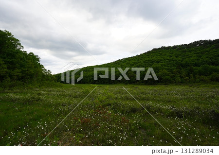 6月上旬の矢ノ原湿原(福島県昭和村) 6月上旬の矢ノ原湿原(福島県昭和村) 131289034