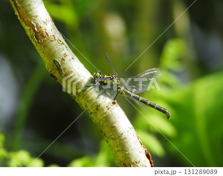 6月上旬の矢ノ原湿原（福島県昭和村） 131289089