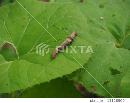6月上旬の矢ノ原湿原（福島県昭和村） 131289094