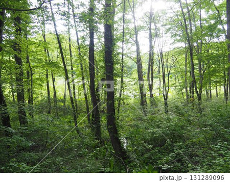 6月上旬の矢ノ原湿原（福島県昭和村） 131289096