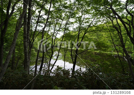 6月上旬の矢ノ原湿原（福島県昭和村） 131289108