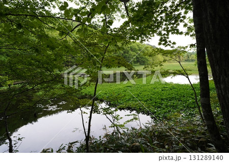 6月上旬の矢ノ原湿原(福島県昭和村) 6月上旬の矢ノ原湿原(福島県昭和村) 131289140