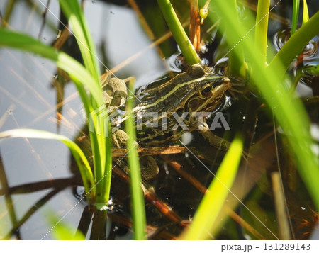 6月上旬の矢ノ原湿原（福島県昭和村） 131289143