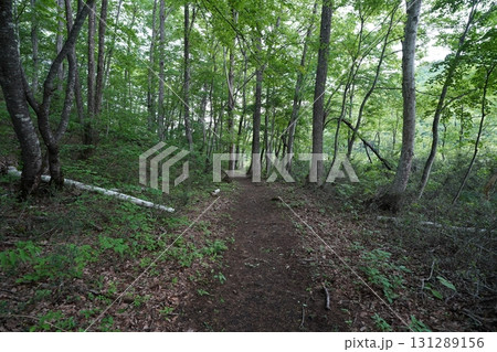 6月上旬の矢ノ原湿原(福島県昭和村) 6月上旬の矢ノ原湿原(福島県昭和村) 131289156