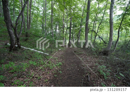 6月上旬の矢ノ原湿原（福島県昭和村） 131289157