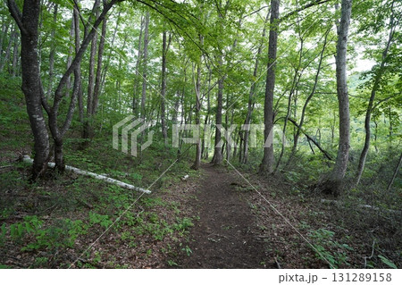 6月上旬の矢ノ原湿原(福島県昭和村) 6月上旬の矢ノ原湿原(福島県昭和村) 131289158