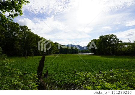 6月上旬の矢ノ原湿原（福島県昭和村） 131289216