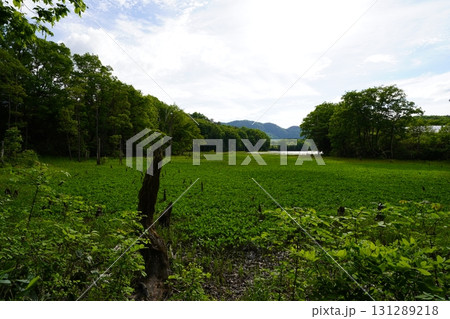 6月上旬の矢ノ原湿原（福島県昭和村） 131289218