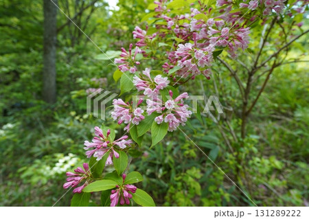 6月上旬の矢ノ原湿原(福島県昭和村) 6月上旬の矢ノ原湿原(福島県昭和村) 131289222