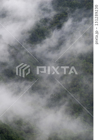 霧に包まれた森 131289230