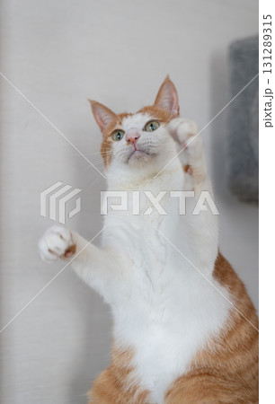 おもちゃで遊ぶ猫 茶トラ白 おもちゃで遊ぶ猫 茶トラ白 131289315