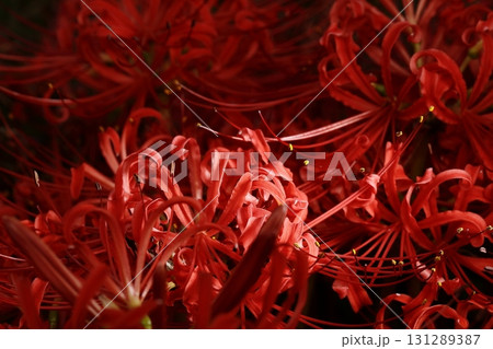 彼岸花 131289387