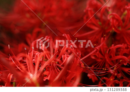 彼岸花 131289388
