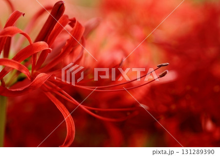 彼岸花 131289390