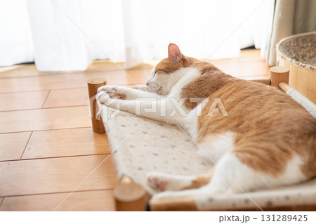 寝転んでくつろぐ猫 茶トラ白 寝転んでくつろぐ猫 茶トラ白 131289425