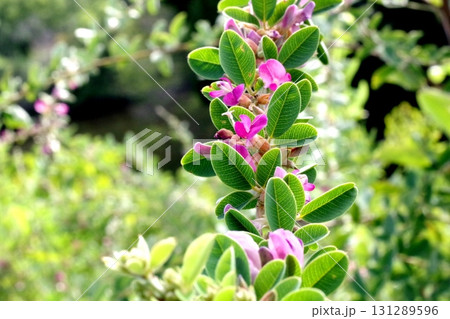 新緑の中で朝日を浴びて生き生きと成長しているハイキーなピンク色の花 131289596