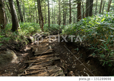 樹林帯を登る登山　御嶽山 131289698