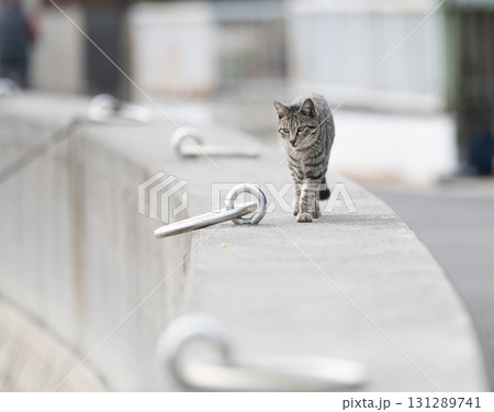 堤防を歩く猫 131289741
