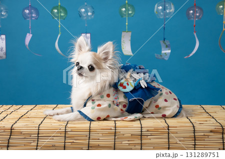 ブルーバックと風鈴と浴衣を着たチワワの豆晴 ブルーバックと風鈴と浴衣を着たチワワの豆晴 131289751