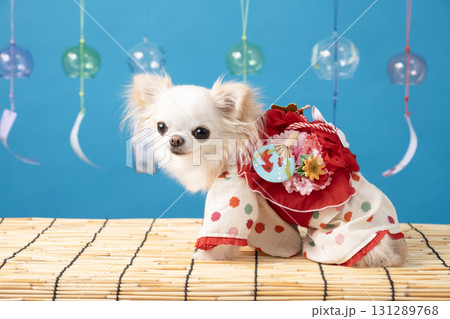 ブルーバックと風鈴と浴衣を着たチワワ ブルーバックと風鈴と浴衣を着たチワワ 131289768