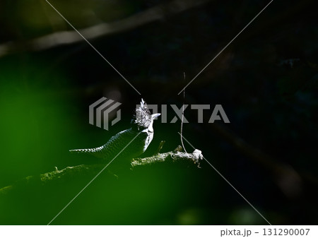 森の中で出会ったヤマセミ 131290007