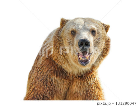 Close-up of Grizzly Bear smiling in large zoo, captive setting (shallow focus). 131290047