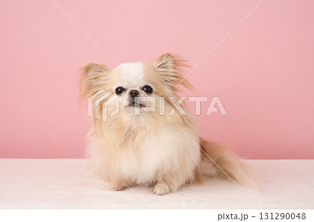 ピンクバックと微笑むチワワのラナ 131290048
