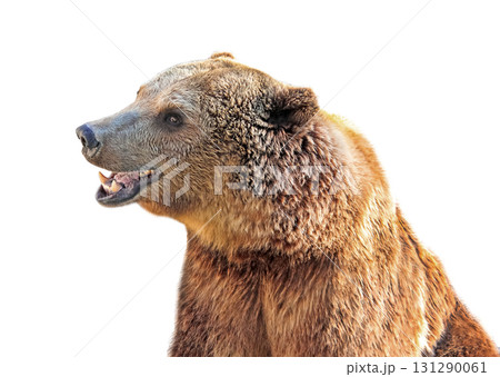 smiling happy bear looks huge brown intelligent eyes isolated on white background 131290061