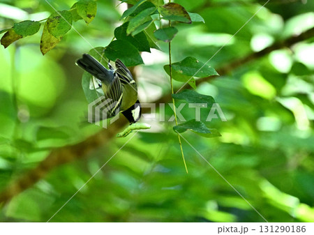 芋虫を見つけて飛び立つシジュウカラ 芋虫を見つけて飛び立つシジュウカラ 131290186