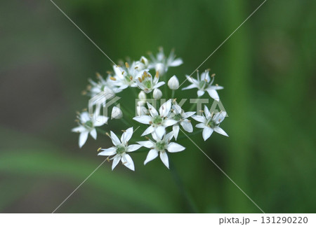 白い花 131290220