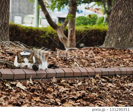 岡山児島湾の風景 131290351